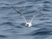 Mouette de Sabine Larus sabini