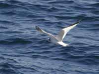 Mouette de Sabine Larus sabini