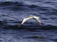 Mouette de Sabine Larus sabini