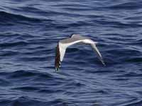 Mouette de Sabine Larus sabini