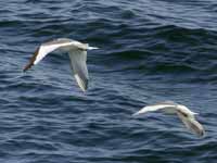 Mouette de Sabine Larus sabini