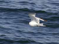 Mouette de Sabine Larus sabini