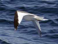 Mouette de Sabine Larus sabini