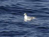 Mouette de Sabine Larus sabini