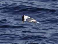 Mouette de Sabine Larus sabini