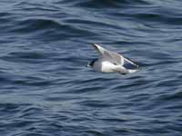 Mouette de Sabine Larus sabini