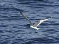 Mouette de Sabine Larus sabini