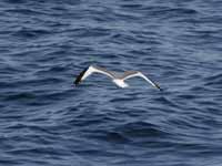 Mouette de Sabine Larus sabini