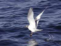 Mouette de Sabine Larus sabini