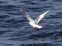 Mouette de Sabine Larus sabini