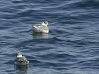 Mouette de Sabine Larus sabini