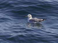 Mouette de Sabine Larus sabini