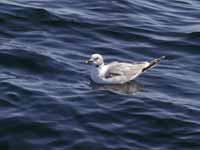 Mouette de Sabine Larus sabini