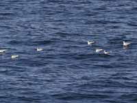 Mouette de Sabine Larus sabini