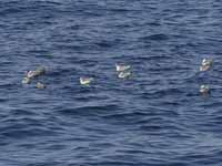 Mouette de Sabine Larus sabini