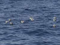 Mouette de Sabine Larus sabini