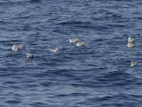 Mouette de Sabine Larus sabini