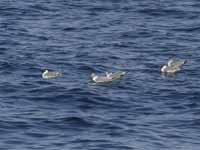 Mouette de Sabine Larus sabini