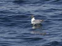 Mouette de Sabine Larus sabini