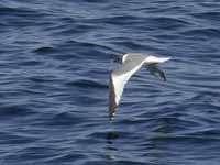 Mouette de Sabine Larus sabini