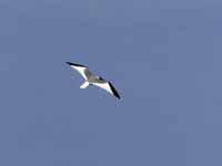 Mouette de Sabine Larus sabini