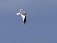 Mouette de Sabine Larus sabini