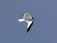 Mouette de Sabine Larus sabini