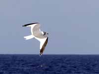 Mouette de Sabine Larus sabini