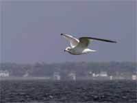 Mouette de Sabine Larus sabini