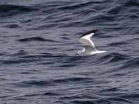 Mouette de Sabine Larus sabini