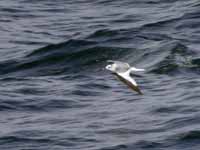 Mouette de Sabine Larus sabini