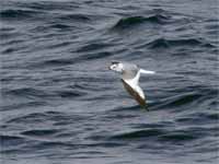 Mouette de Sabine Larus sabini