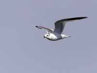 Mouette de Sabine Larus sabini