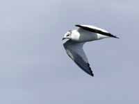 Mouette de Sabine Larus sabini