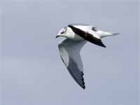 Mouette de Sabine Larus sabini