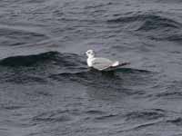 Mouette de Sabine Larus sabini