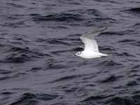 Mouette de Sabine Larus sabini