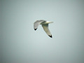 Mouette tridactyle Rissa tridactyla