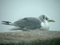 Mouette tridactyle Rissa tridactyla