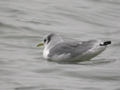 Mouette tridactyle Rissa tridactyla