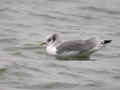 Mouette tridactyle Rissa tridactyla