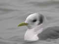 Mouette tridactyle Rissa tridactyla