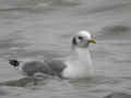 Mouette tridactyle Rissa tridactyla