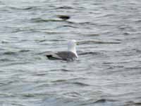 Mouette tridactyle Rissa tridactyla