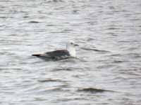 Mouette tridactyle Rissa tridactyla