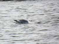 Mouette tridactyle Rissa tridactyla