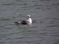 Mouette tridactyle Rissa tridactyla