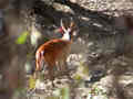 Muntjac d'Inde Muntiacus muntjak