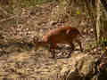 Muntjac d'Inde Muntiacus muntjak