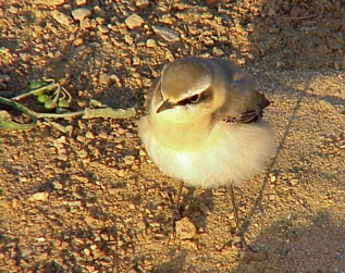 wheatear sp. by Jean-Yves PIEL (march 2000)/1